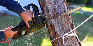 Best Fruit Tree Pruning  in Richlandtown, PA