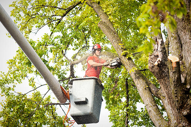 Best Emergency Tree Removal  in Richlandtown, PA